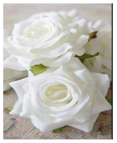 6,50 € Rosas Blancas