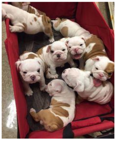 6,50 € Camada Buldog